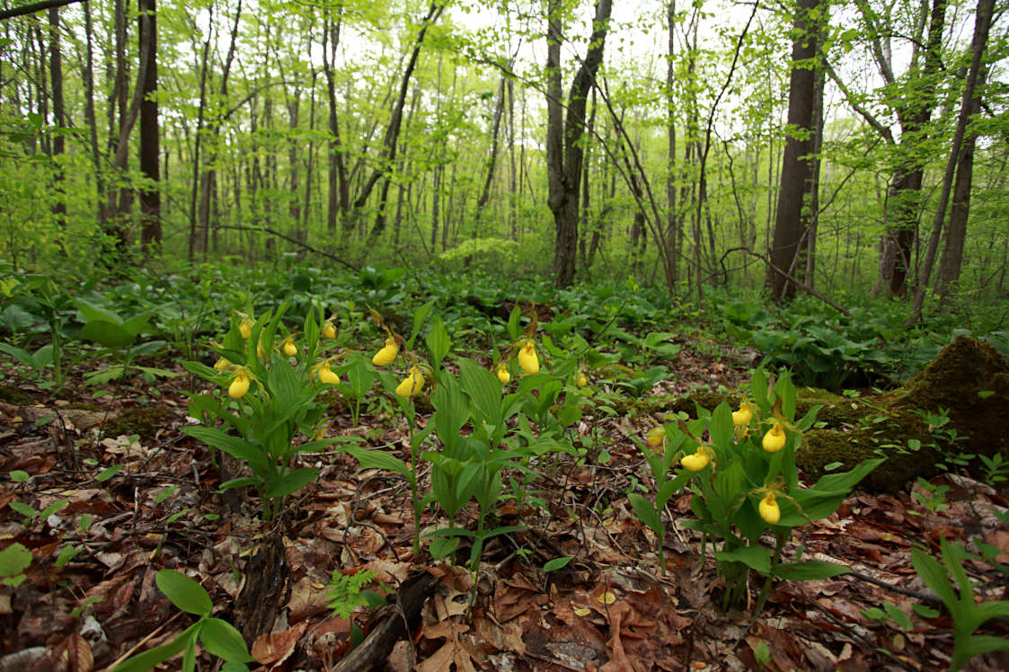 Large Yellow Lady's Slipper