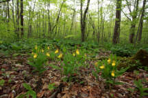 Cypripedium parviflorum var. pubescens