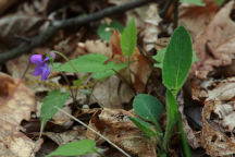 Viola sagittata