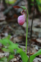 Cypripedium acaule