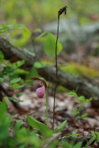 Cypripedium acaule