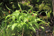 Cypripedium parviflorum var. makasin