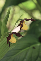 Northern Small Yellow Lady's Slipper