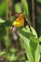 Northern Small Yellow Lady's Slipper