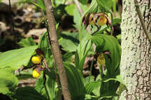 Cypripedium parviflorum var. makasin