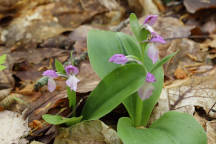 Purple-Flowered Showy Orchid