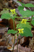 Downy Yellow Violet