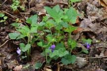 Hybrid Violet