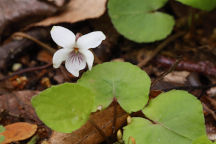 Sweet White Violet