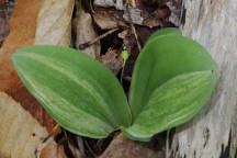 Variegated Showy Orchid