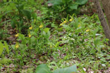 Large Yellow Lady's Slipper