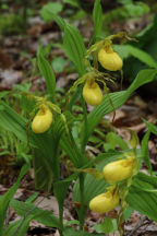 Large Yellow Lady's Slipper