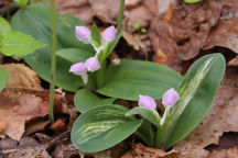 Variegated Showy Orchid