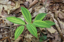 Variegated Hairy Solomon's Seal