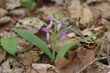 Purple-Flowered Showy Orchid