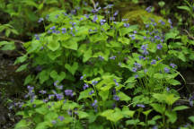 Marsh Blue Violet