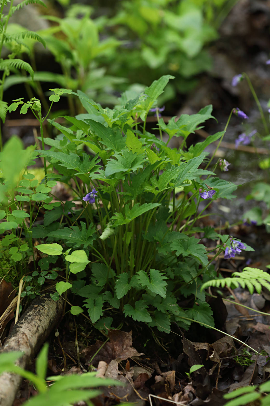Hybrid Violet