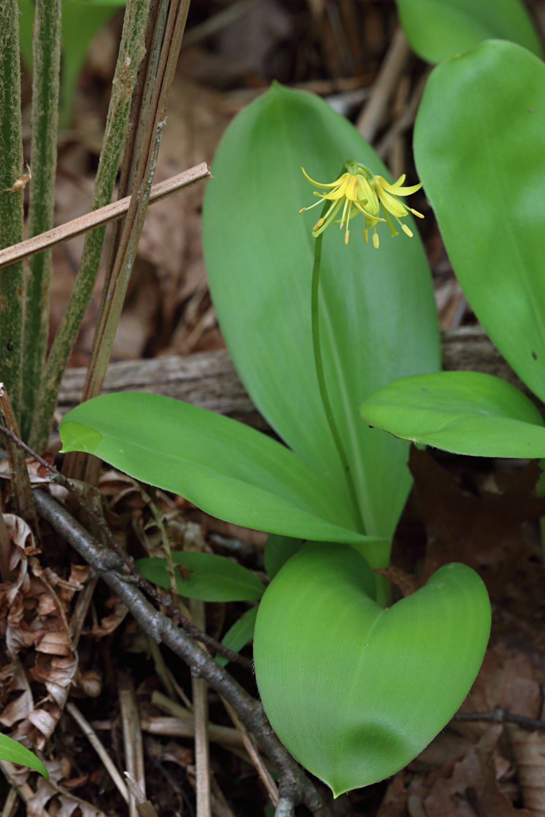 Corn Lily