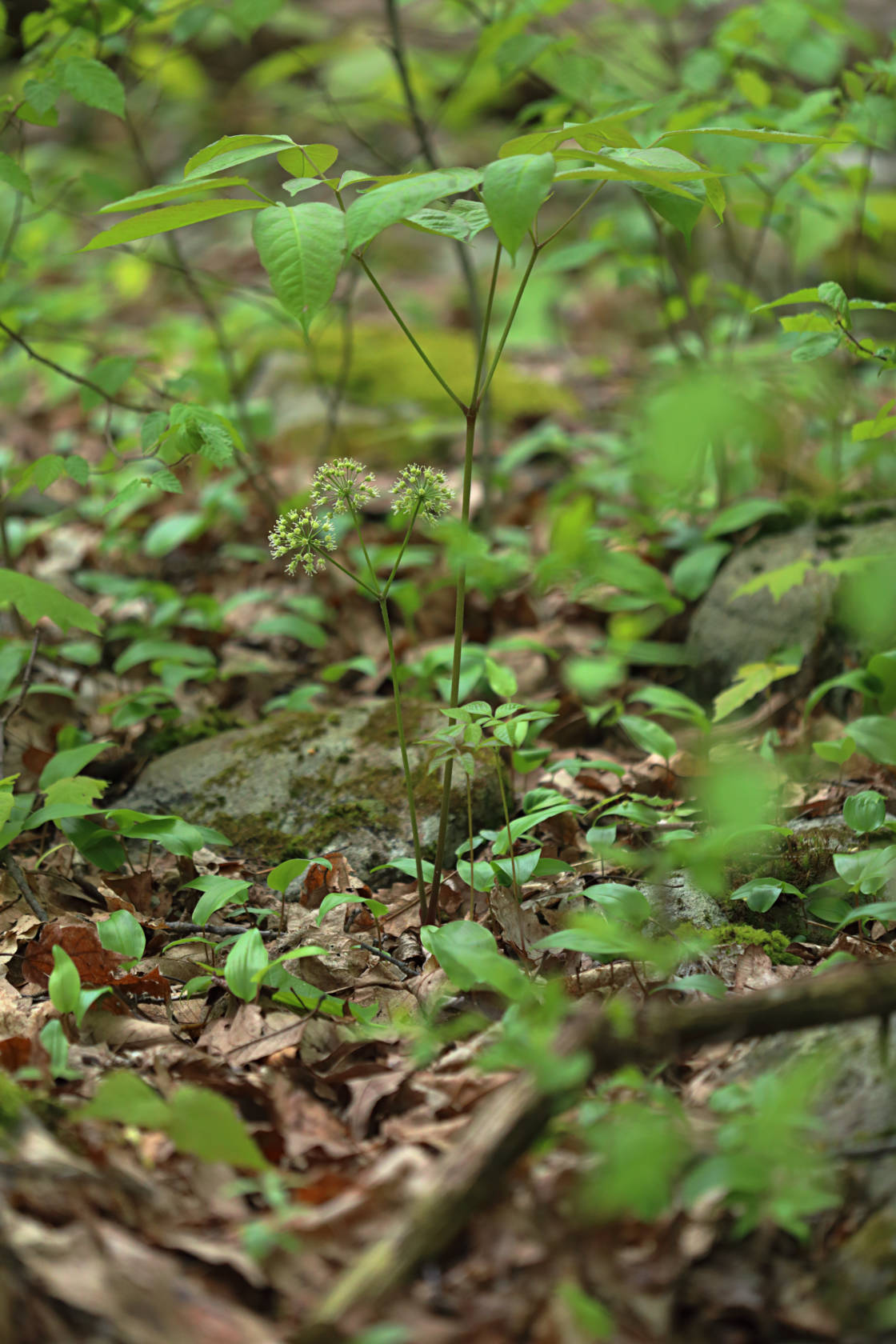 Wild Sarsaparilla