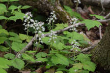 Sussex County Natural Areas