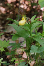 Cypripedium parviflorum var. pubescens