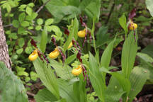 Cypripedium parviflorum var. makasin