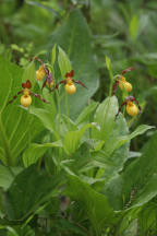 Northern Small Yellow Lady's Slipper