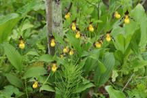 Cypripedium parviflorum var. makasin