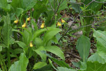 Cypripedium parviflorum var. makasin