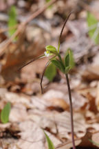 Isotria verticillata