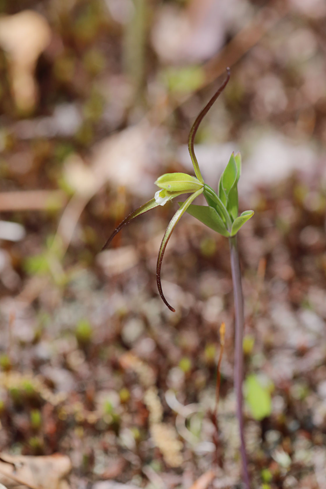 Large Whorled Pogonia