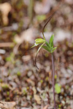 Isotria verticillata