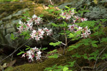 Rhododendron periclymenoides