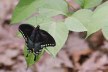 Spicebush Swallowtail