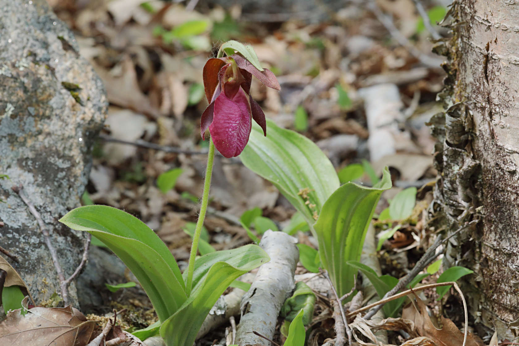 Pink Lady's Slipper