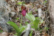 Cypripedium acaule