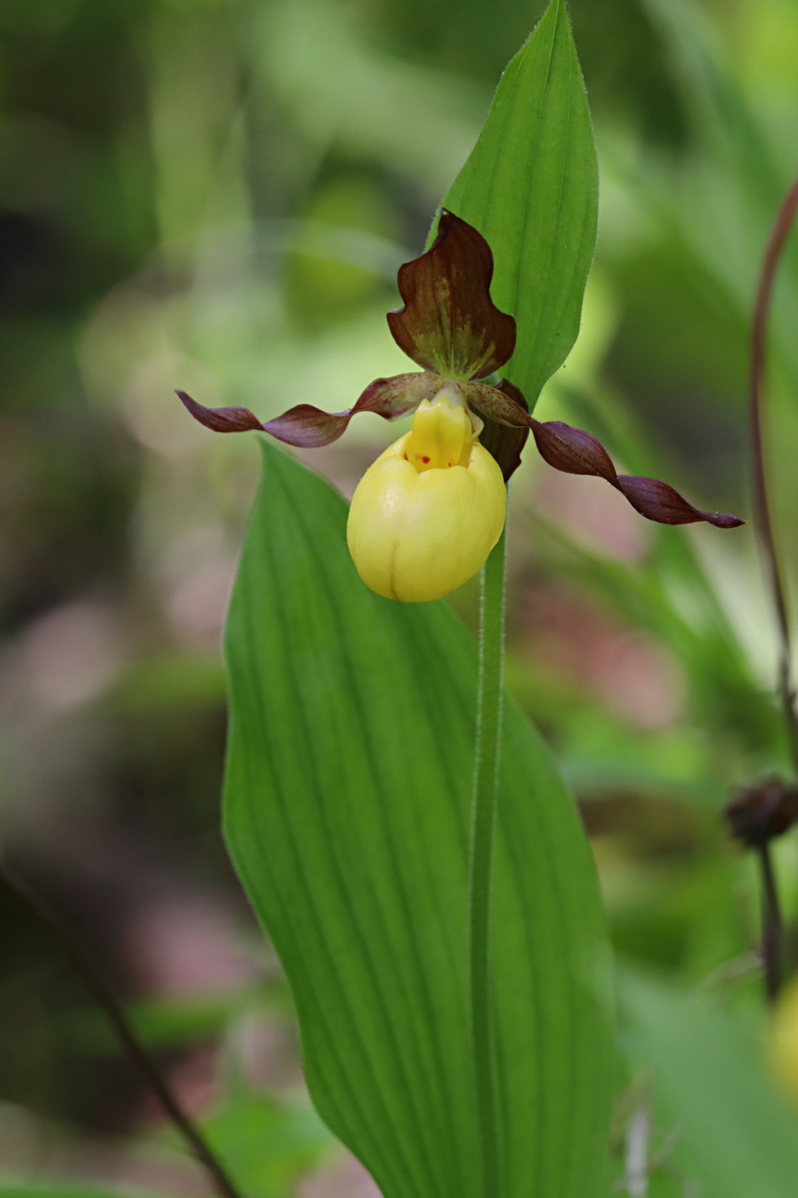 Northern Small Yellow Lady's Slipper