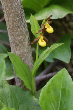 Northern Small Yellow Lady's Slipper