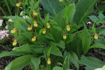 Cypripedium parviflorum var. makasin