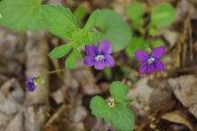 Viola palmata