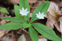 Trientalis borealis