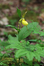 Cypripedium parviflorum var. pubescens