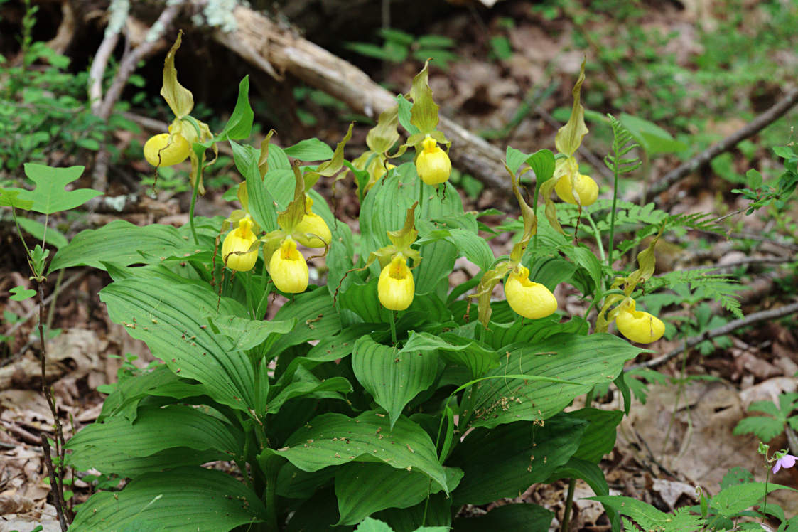 Large Yellow Lady's Slipper