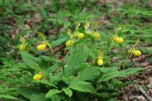 Large Yellow Lady's Slipper