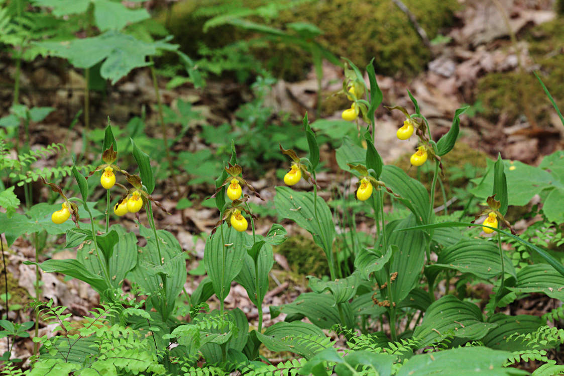 Southern Small Yellow Lady's Slipper