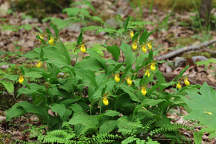 Cypripedium parviflorum var. parviflorum