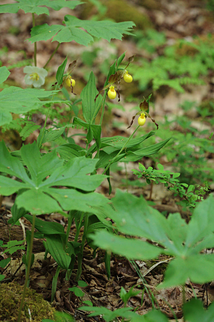 Southern Small Yellow Lady's Slipper