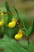 Cypripedium parviflorum var. parviflorum