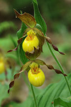 Southern Small Yellow Lady's Slipper