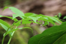 Rosy Twisted Stalk